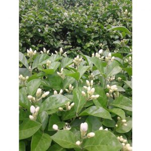 06485dc03496cdc89487 8328