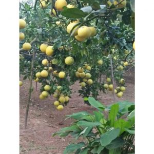 07fa9b78f2ec17b24efd 8482