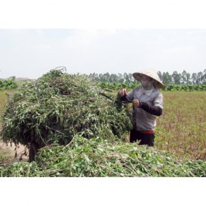 149925316650968hungque2 9996