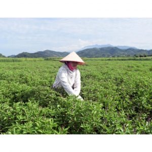 150302310452548hungque 93