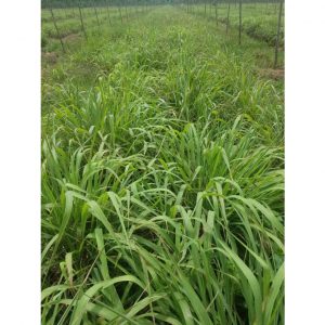 167b01f2d3dd2a8373cc 7142