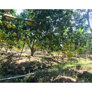 1da4a6e274cd8d93d4dc 9392