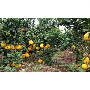 218b53cc81e378bd21f2 5338