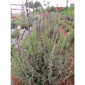 2236e259cdcd289371dc 7716