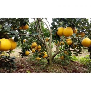 248c45cb97e46eba37f5 4445