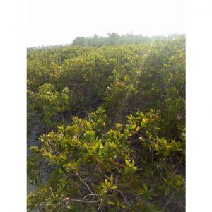 26e85d7fddea38b461fb 4567 1