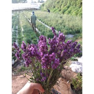 36c69baeb43a5164082b 5122