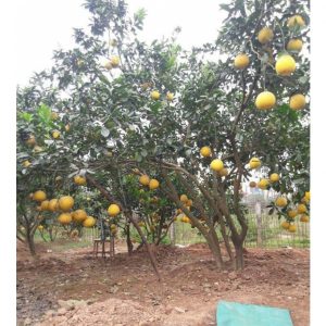 3f29f0a599317c6f2520 7372