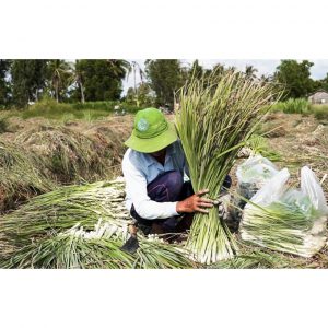 47c387d80d1be845b10a 1520 1