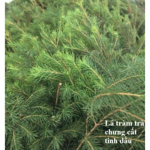 56097267909c75c22c8d 7859