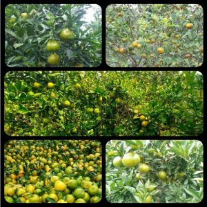 5dc8486b3dbdf00273ea131cec844335 2267