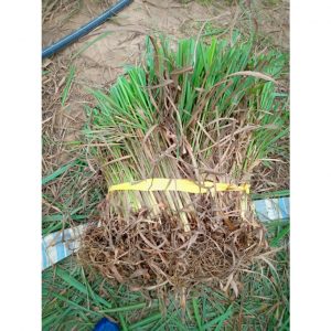 6114c86b1944e01ab955 2969