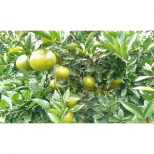 6a451fdf2167f84e2586878b5bea239e 3556