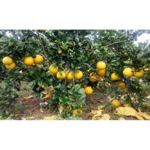 6c423605e42a1d74443b 2259