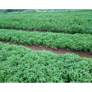 6eba4a9f3b13de4d8702 8300