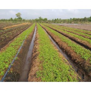 7373e15890d4758a2cc5 1990