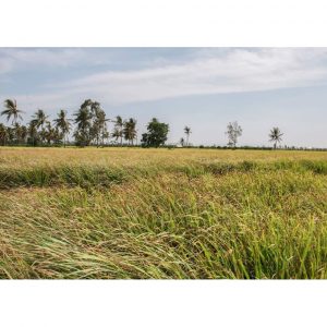 74ea4ad00111e44fbd00 6593