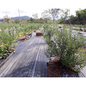 775e0f25e3521a0c4343 4178