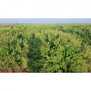 791162775371876571228287778556858230374400o 333