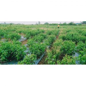 805627506877235950881376503896979519569920o 9642