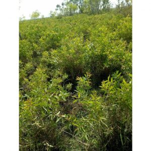 a7e3917f11eaf4b4adfb 6576 1