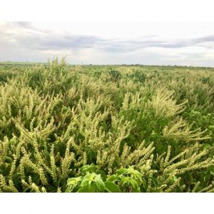 bba24b9834f0cdae94e1 9454 1