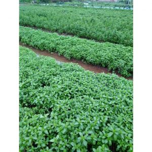 bfb13a9e4b12ae4cf703 7449