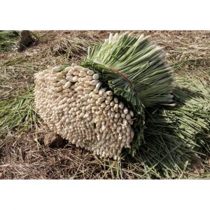 c0931d3897fb72a52bea 4776