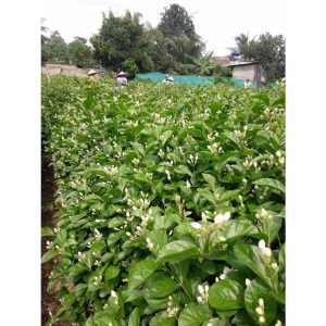 c7e6936efa3803665a29 7688