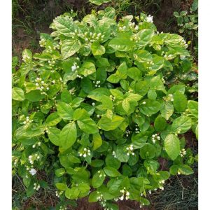 c85bd99cb1ca489411db 5918