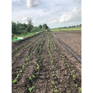 ec1306ced5e12cbf75f0 3732