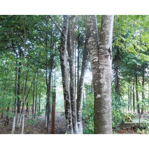 ehtxx48wcrhjtxwu4evbsimgd0daf0800x1200max 4146