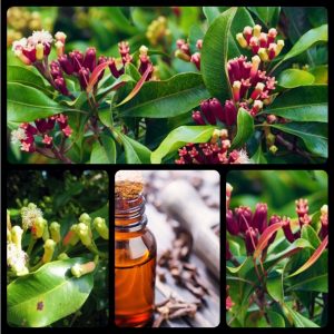 tinh dau dinh huong 3835