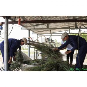 tinh dau thien nhien 2447 1