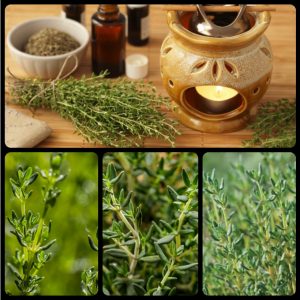 tinh dau xa huong 5451