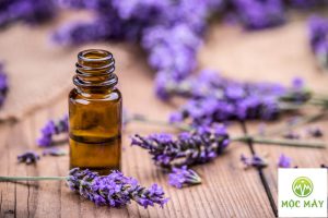 Tinh dầu oải hương Lavender