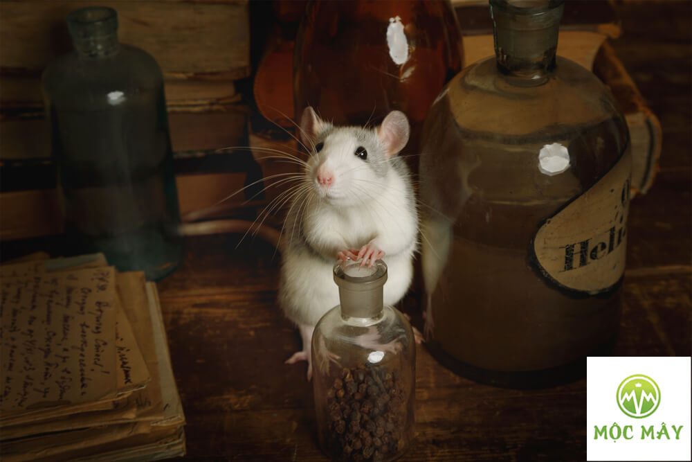 Sử dụng tinh dầu nơi chuột hay xuất hiện